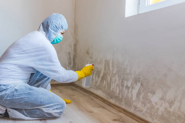 Licensed Black Mold Removal service in Lincoln Park, NY - WQB Mold Removal