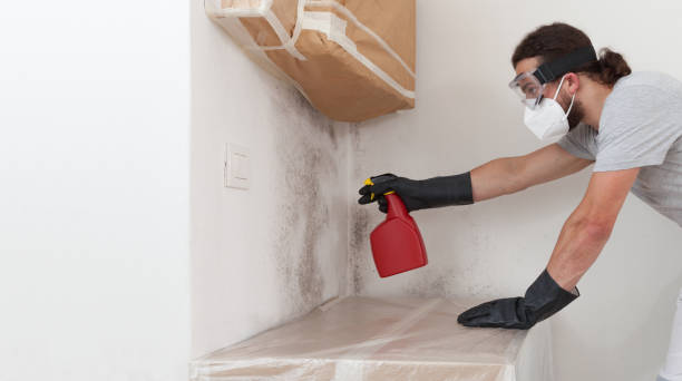 Professional Black Mold Removal technician working in Lincoln Park, NY