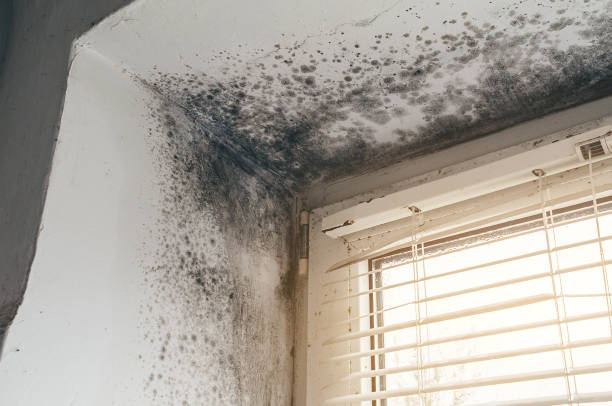 Affordable Black Mold Removal solutions in Lincoln Park, NY